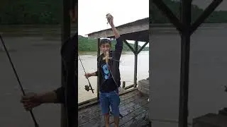 Embalut kaltim /Udang galah Naik jerrr