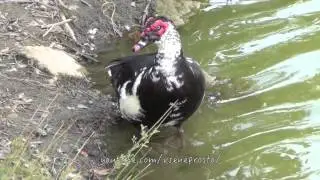 Красивая утка