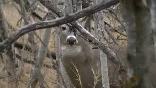 A Nice 5 or 6 Point Buck - Oct 26 2014