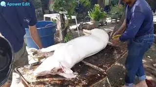 Abate de porco no sitio