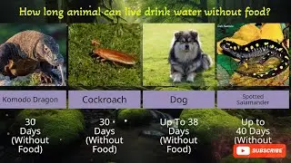 How long animals can live drink water without foods.
