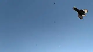 Подъём Краснодарских бойных голубей