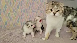 Самое милое видео с котятами!!!🤗 Малыши  проснулись а Мамы кошки рядом нет❤️