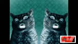 Numa Cat In V Major RJ KUMAR VERSION OF I KILLED Reversed