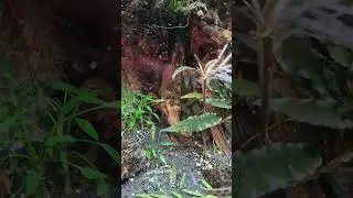 Пресный аквариум