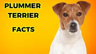 Plummer Terrier - Top 10 Facts