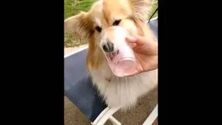 Corgis are really good at licking empty cups