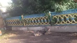 пацаны купаются в лужах