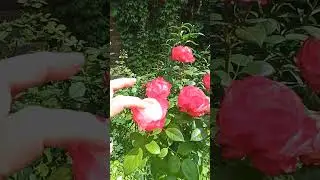 Чайно-гибридная роза Ностальжи (Тантау 1996 год)