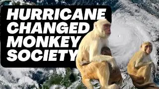 Hurricane transforms aggressive monkeys into surprising allies!