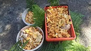 Лето.Дача.Отдых.Лес🌲 и грибы🍄.