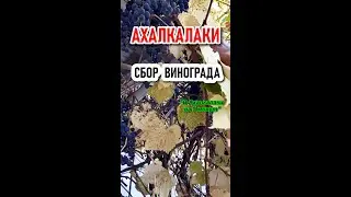 СБОР ВИНОГРАДА в АХАЛКАЛАКИ || 15 октября 2024 г. #shorts