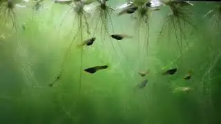 Guppy Feast