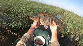 Один карпик в рыбный день.