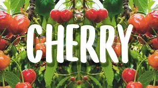 Noc.V - Cherry [Free Download in Description]