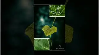 Before 🧩 After 🔥 #editingtutorial #snapseed #lightroom #edit #naturephotography #beforeafter #flower