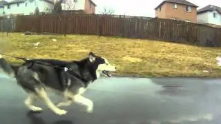 NEO - Husky pulling Longboard
