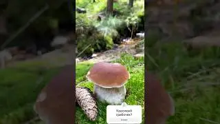 Красив ?                         #грибы #Гриби  #грибиукраїни #mushrooms #mushroomhunting #蘑菇 #采蘑菇
