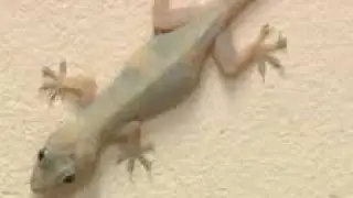 Lagartixas têm aparecido em sua casa? Conheça o significado espiritual de suas visitas!
