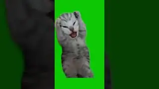 Cat in Pain Shouting Meo Meme Green Screen || 