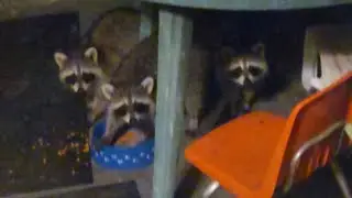 I Had Some Messy Visitors Stop By