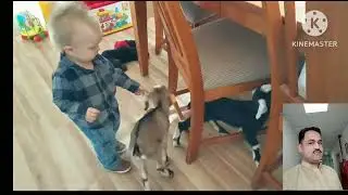 funny goats screaming#goats#goat#animal/Sohail cartoon gaming
