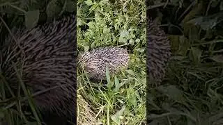 обзор ежа часть 1