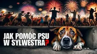 JAK POMÓC PSU W SYLWESTRA GDY BOI SIĘ FAJERWERKÓW?!