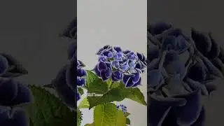 Наш