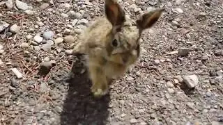 Bebek Tavşan Saldırısı  |  Viral Ordusu