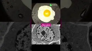В моем тг-канале biotonya ты найдешь много бесплатных материалов для ОГЭ по биологии #огэ #биология