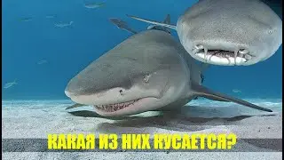 К чему приводит прикармливание акул на Мальдивах?