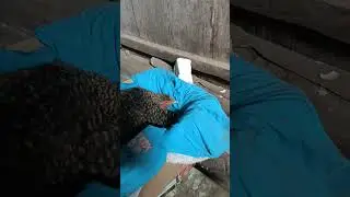 Ayam bertelur #ayam #ayamkampung #ayampetelur #peternakan