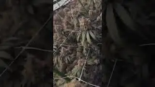 канна ферма, с лампами высой мощности и эффекими 800w-1000w, wifi, подключение  с умнонго усройства.