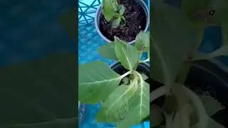 Надо было коньяком.