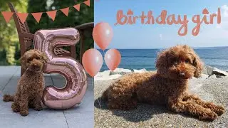 Hundegeburtstag auf Sylt - Rubi wird 5!