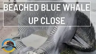Beached Blue Whale up close in Walvis Bay, Namibia