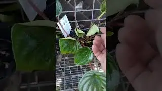 Pepperomia Watermelon propagation update