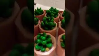 Just a little peek 🫣 #succulent
