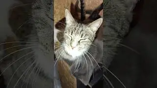 #милыекотики #кронштадт #приютдлякотов #cat