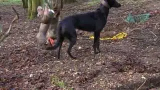 Ferreting in gardens  part 1- East Anglian Pest Control