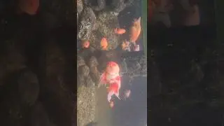Goldfish 