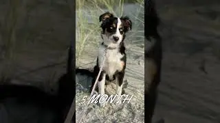 Toy Australian Shepherd - From Puppy to Dog Transformation (From 2 Months to 1 Year)