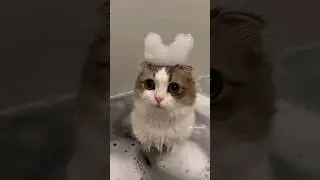Cute cats and kittens funny video 😻💕