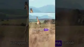 КУДА ЛЕТЕТЬ ОСЕНЬЮ? #Юар #Япония #Индонезия