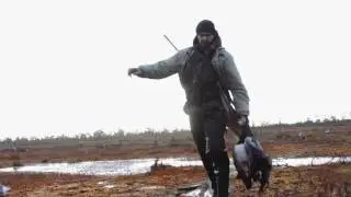 Охота на гуся осень 2016 г.