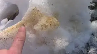 Бобровые метки на снегу, весна 2018