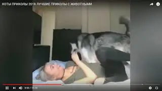 Пёс-хаос | тест на психику попробуй не засмеятся