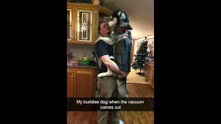 Funny Dog Pictures that are Ironic