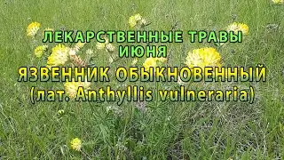Лекарственные растения июня "Язвенник обыкновенный"